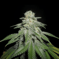 White Widow Samen Feminisiert Cannabissamen 1 Samen (+1 Gratis) - Hanfify®