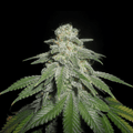 White Widow Samen Feminisiert - Cannabissamen - Hanfify®