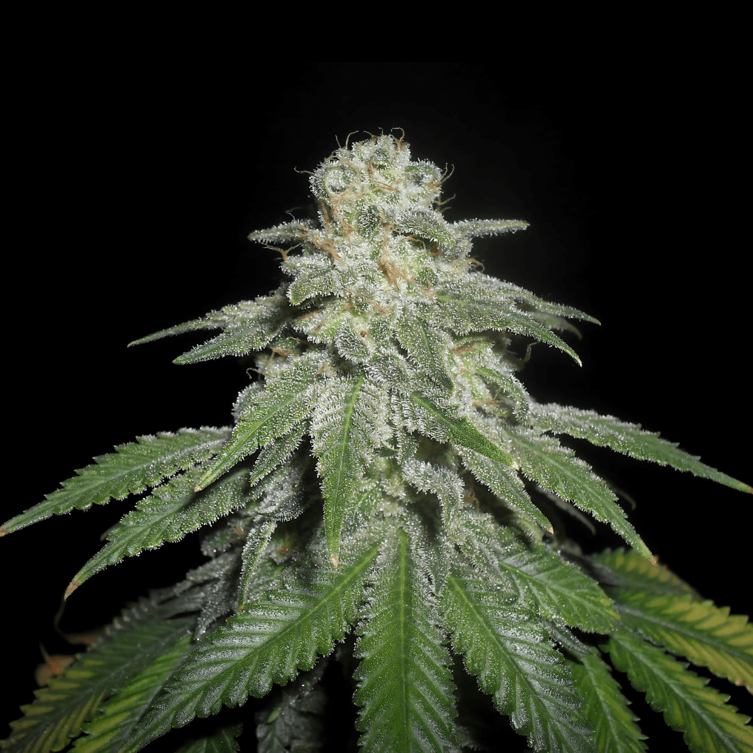 White Widow Samen Feminisiert - Cannabissamen - Hanfify®