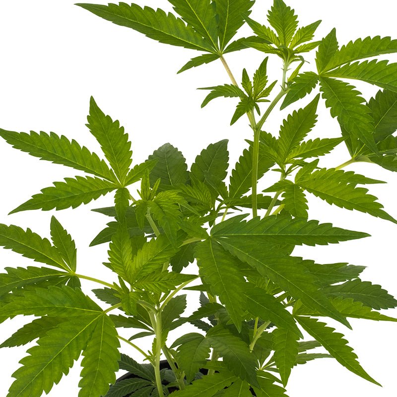 White Widow XXL Hanfpflanzen - Hanfify