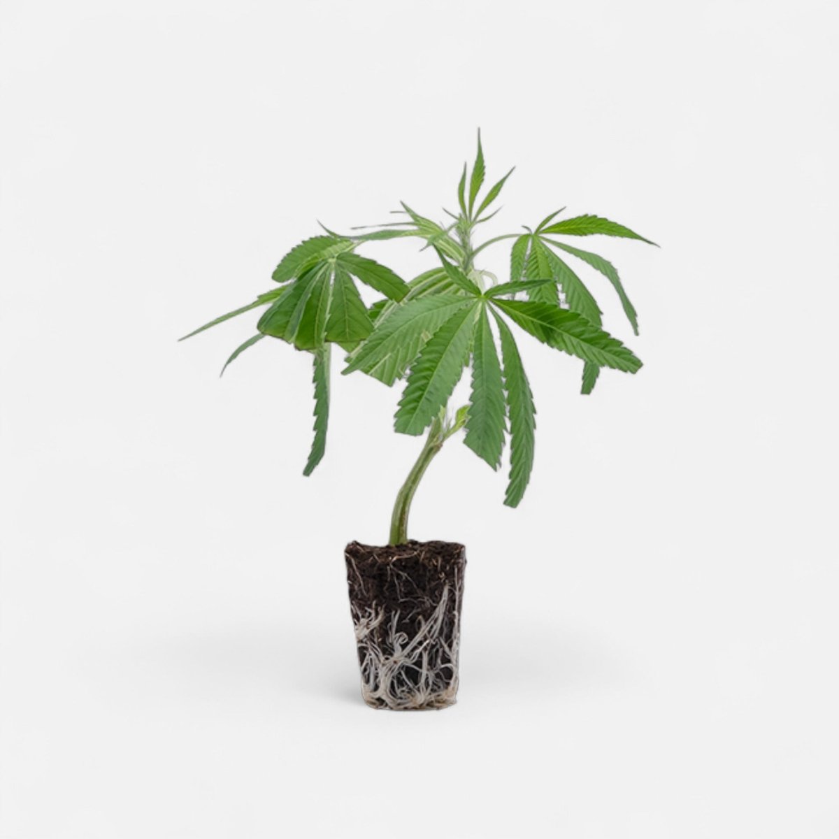 White Widow XXL Hanfpflanzen - Hanfify