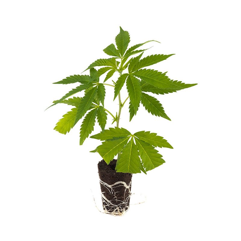 White Widow XXL Hanfpflanzen - Hanfify