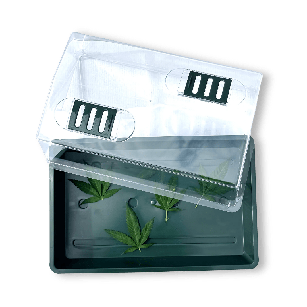 Zimmergewächshaus klein 38x24cm Growshop - Hanfify®